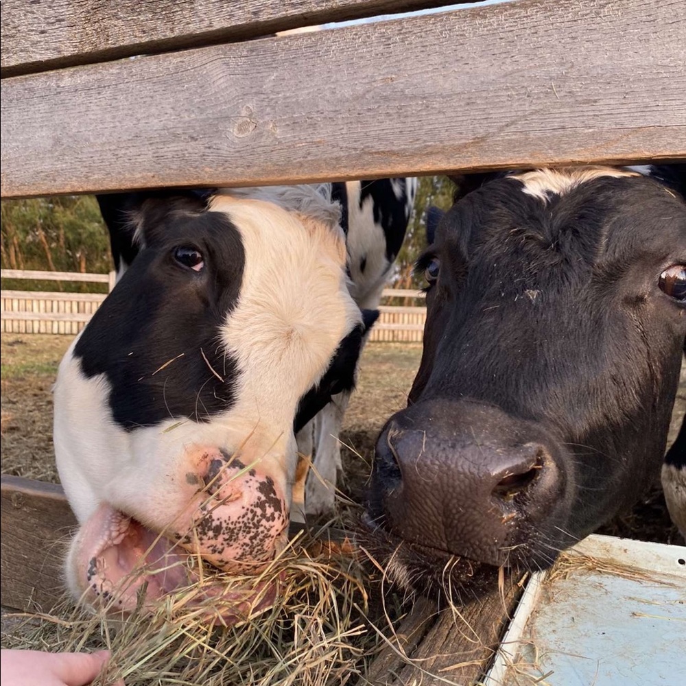 Meet your Posher, Mikaela